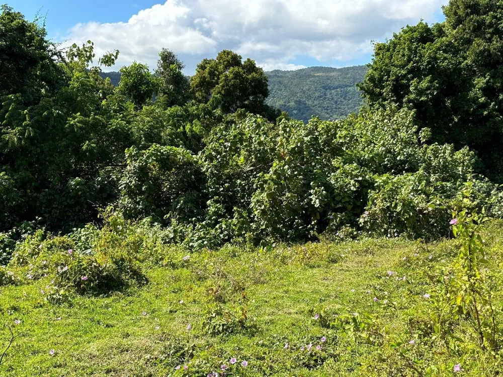 31 INT 950 KM.HM 9.7 BO RIO BLANCO Naguabo, PR 00718