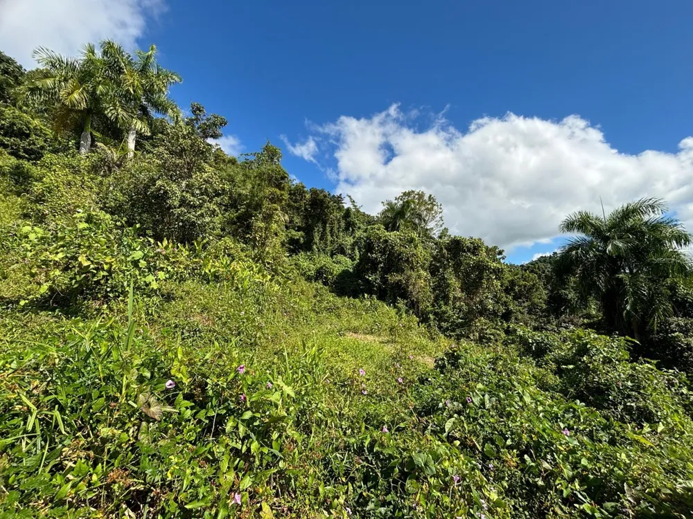 31 INT 950 KM.HM 9.7 BO RIO BLANCO Naguabo, PR 00718