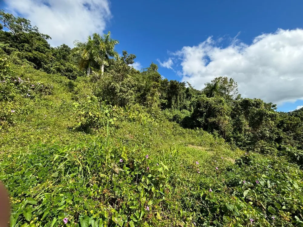 31 INT 950 KM.HM 9.7 BO RIO BLANCO Naguabo, PR 00718