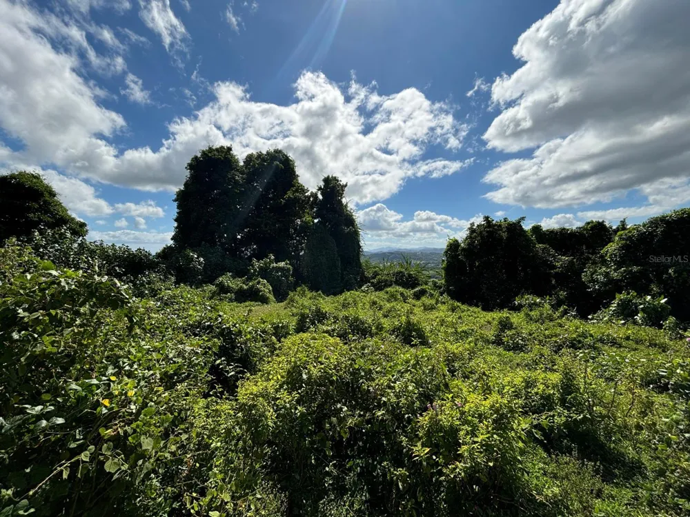 31 INT 950 KM.HM 9.7 BO RIO BLANCO Naguabo, PR 00718