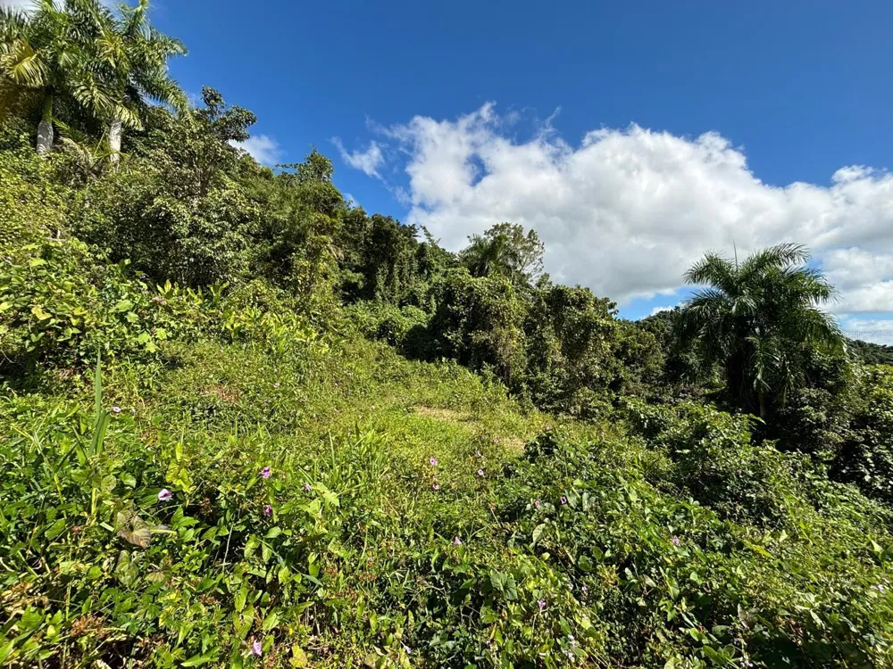 31 INT 950 KM.HM 9.7 BO RIO BLANCO Naguabo, PR 00718