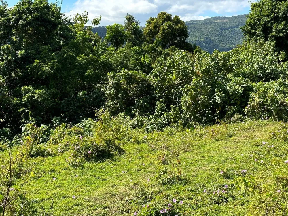 31 INT 950 KM.HM 9.7 BO RIO BLANCO Naguabo, PR 00718