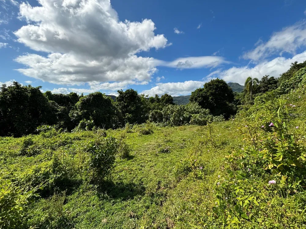 31 INT 950 KM.HM 9.7 BO RIO BLANCO Naguabo, PR 00718