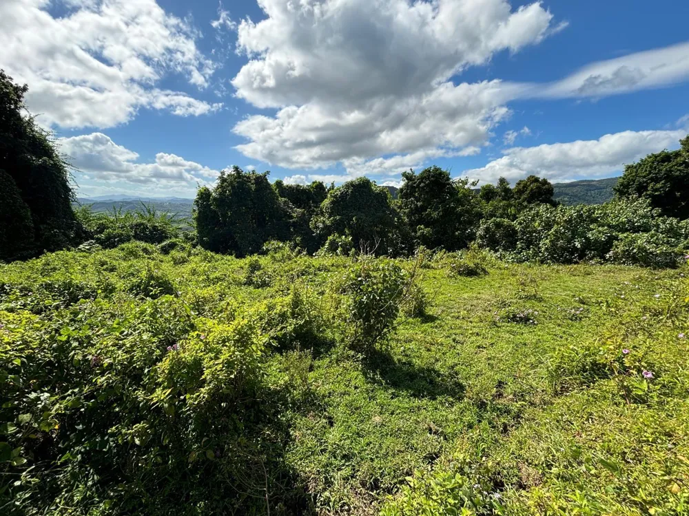 31 INT 950 KM.HM 9.7 BO RIO BLANCO Naguabo, PR 00718