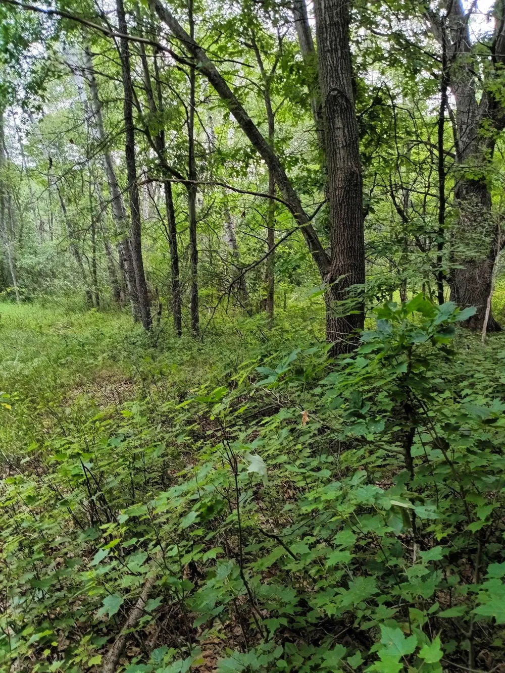 7907 W Weidman Road Sherman Township, MI 48893