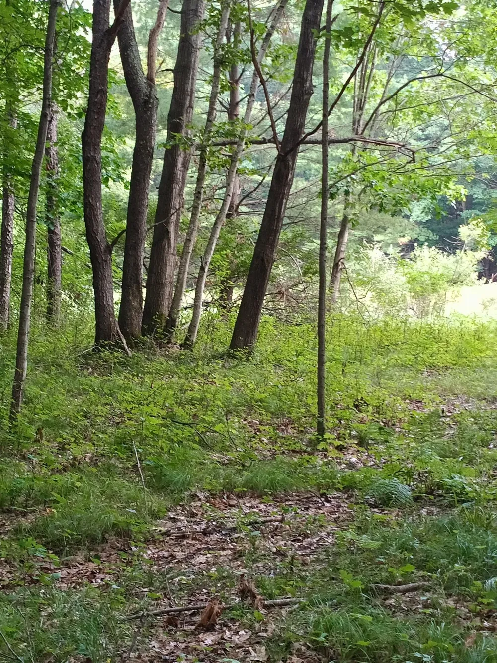 7907 W Weidman Road Sherman Township, MI 48893