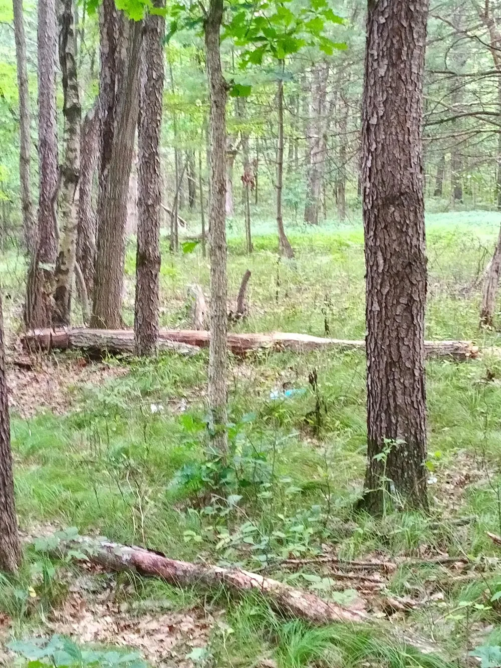 7907 W Weidman Road Sherman Township, MI 48893