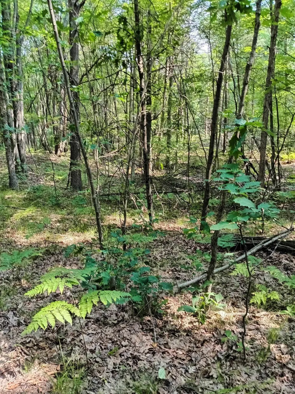7907 W Weidman Road Sherman Township, MI 48893