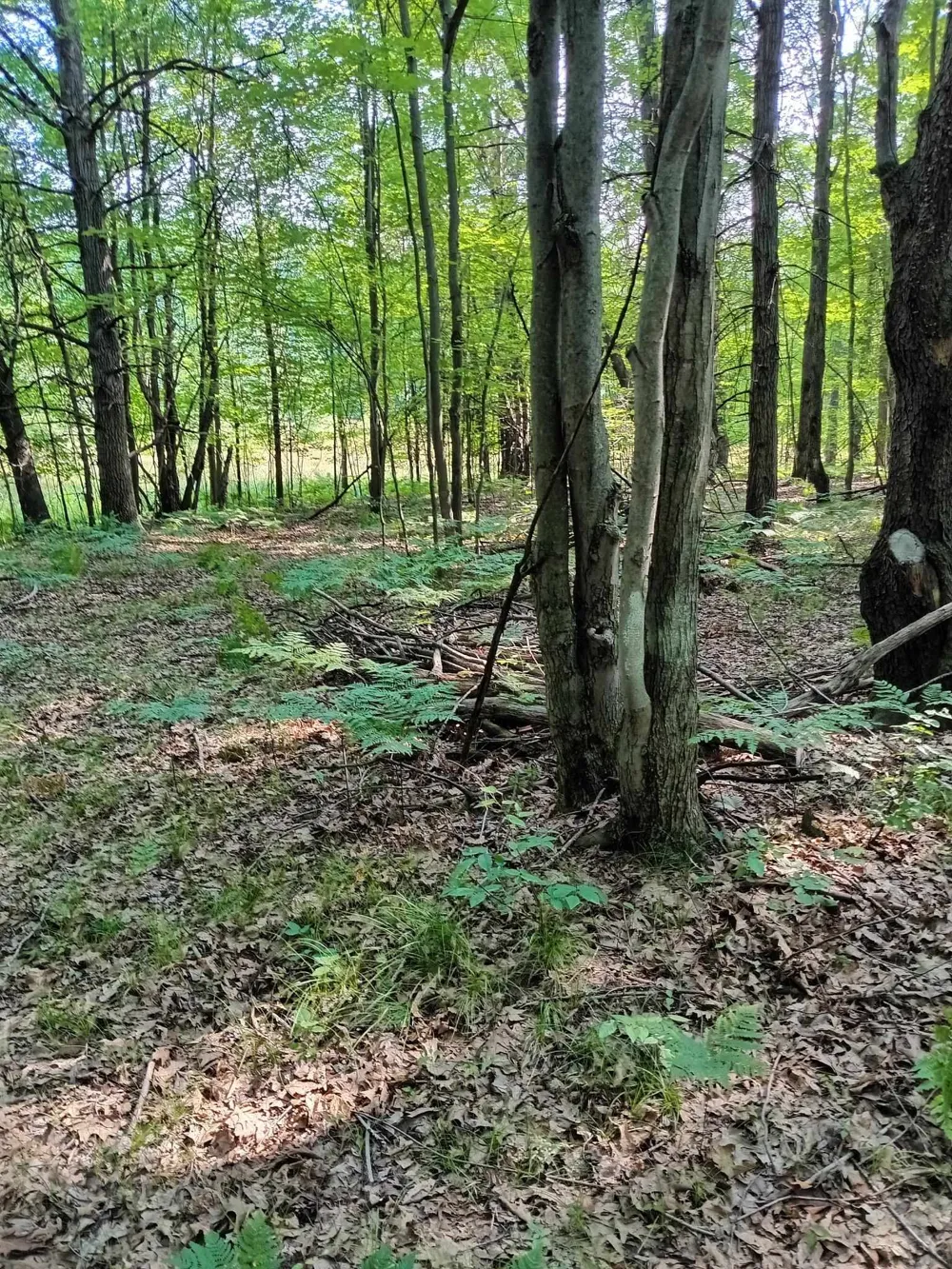 7907 W Weidman Road Sherman Township, MI 48893