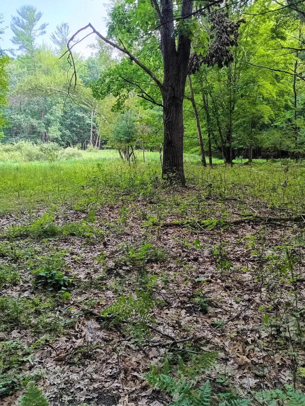 7907 W Weidman Road Sherman Township, MI 48893