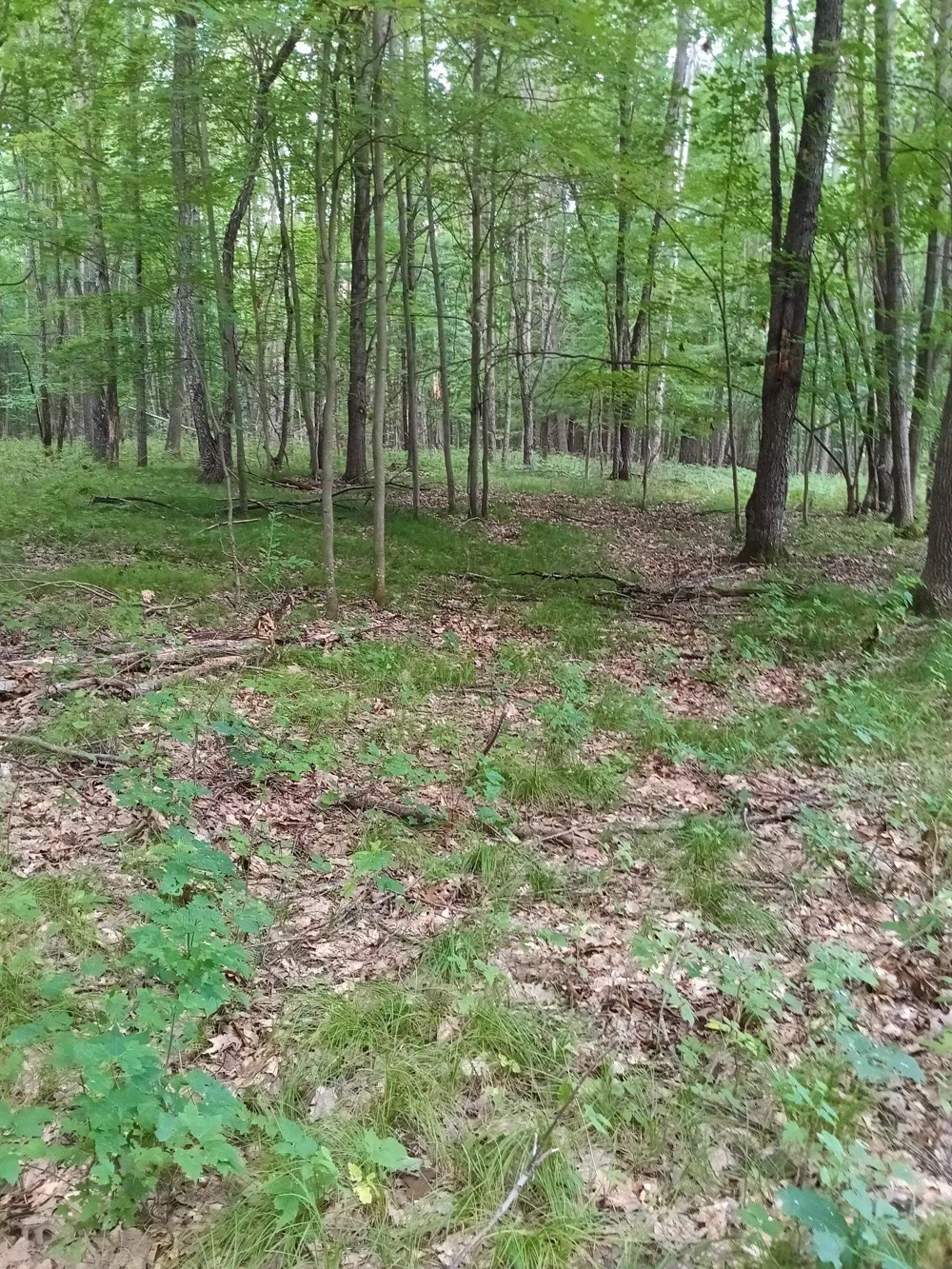 7907 W Weidman Road Sherman Township, MI 48893
