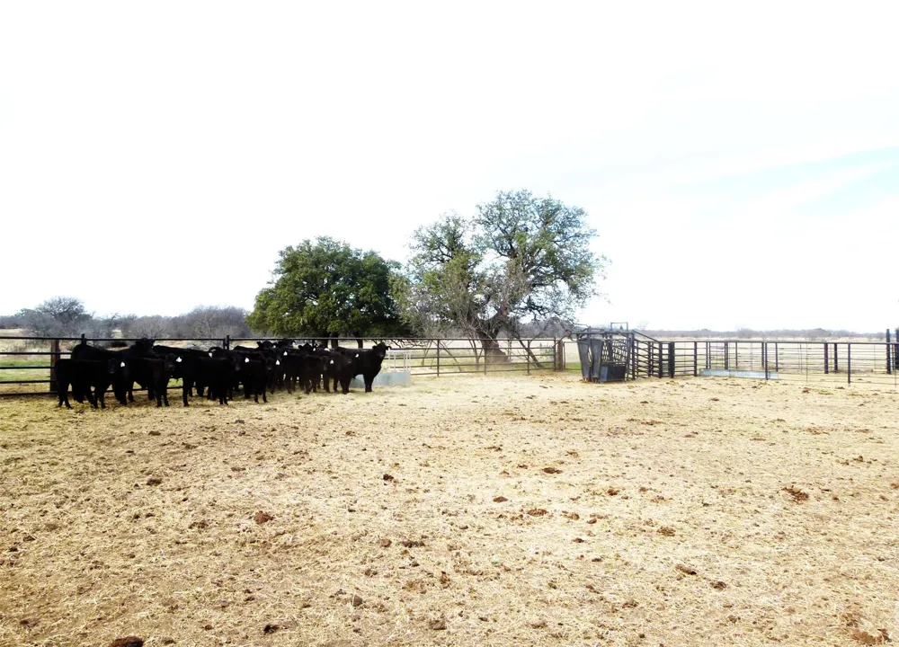 6500 Fm 586 Bangs, TX 76823