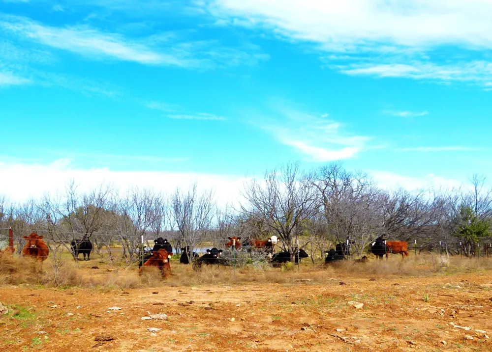 6500 FM 586 Bangs, TX 76823