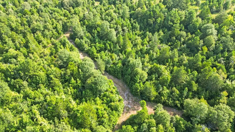 S Live Oak Gilmer, TX 75644