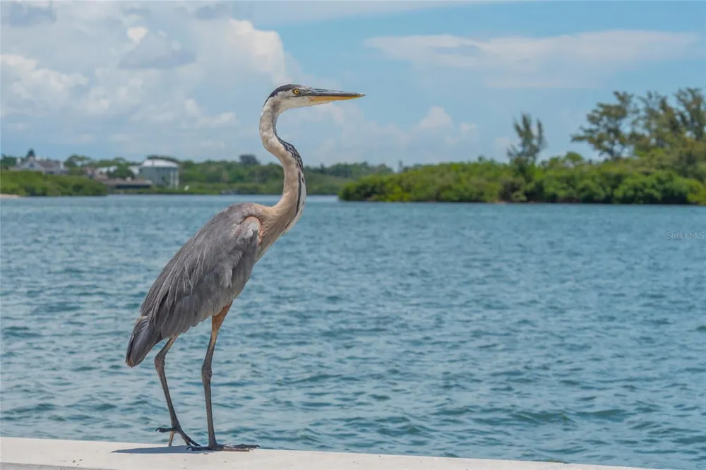 525 CHANNEL LANE Longboat Key, FL 34228