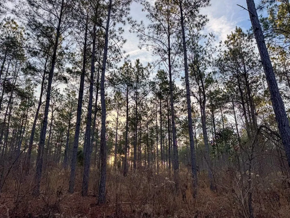 County Road 4320 De Kalb, TX 75559