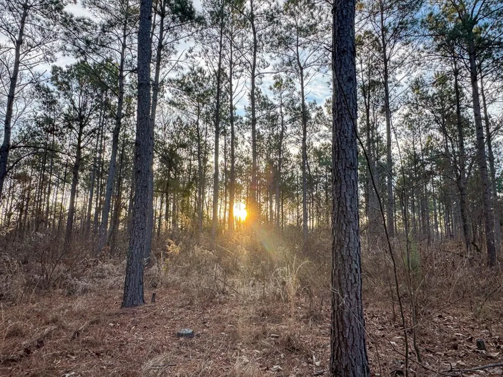 County Road 4320 De Kalb, TX 75559