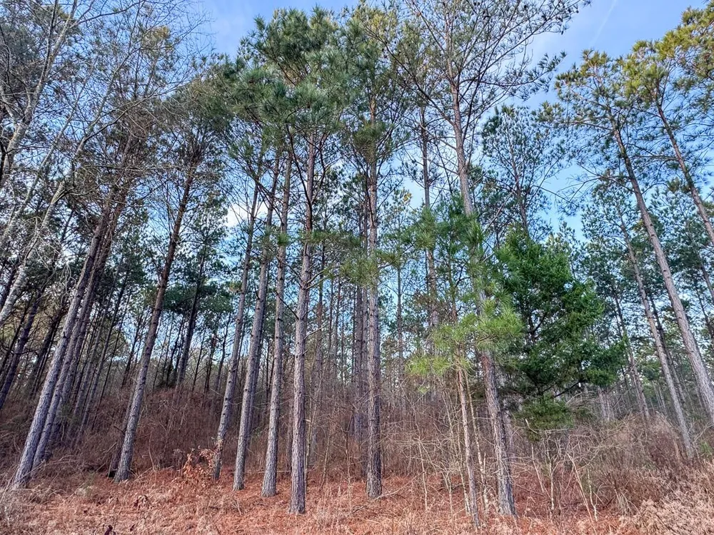 County Road 4320 De Kalb, TX 75559