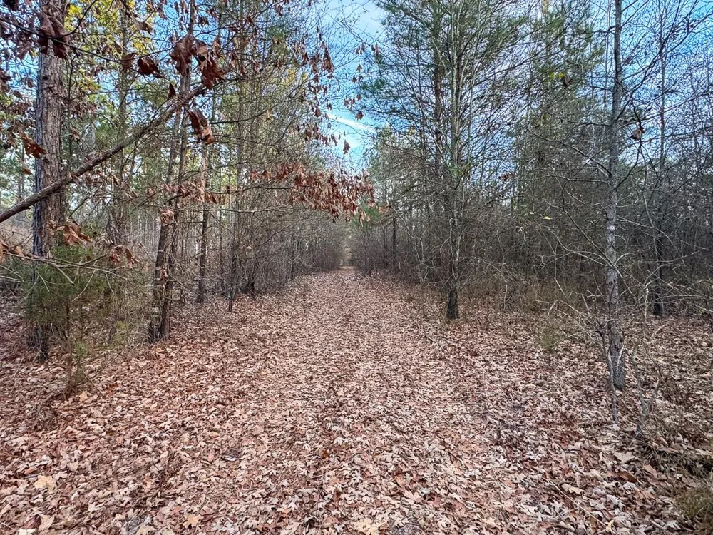 County Road 4320 De Kalb, TX 75559