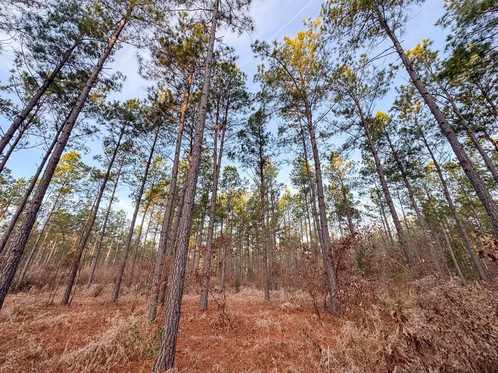 County Road 4320 De Kalb, TX 75559