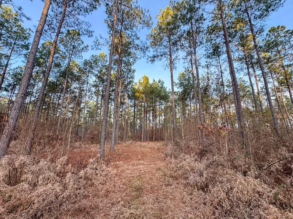 County Road 4320 De Kalb, TX 75559