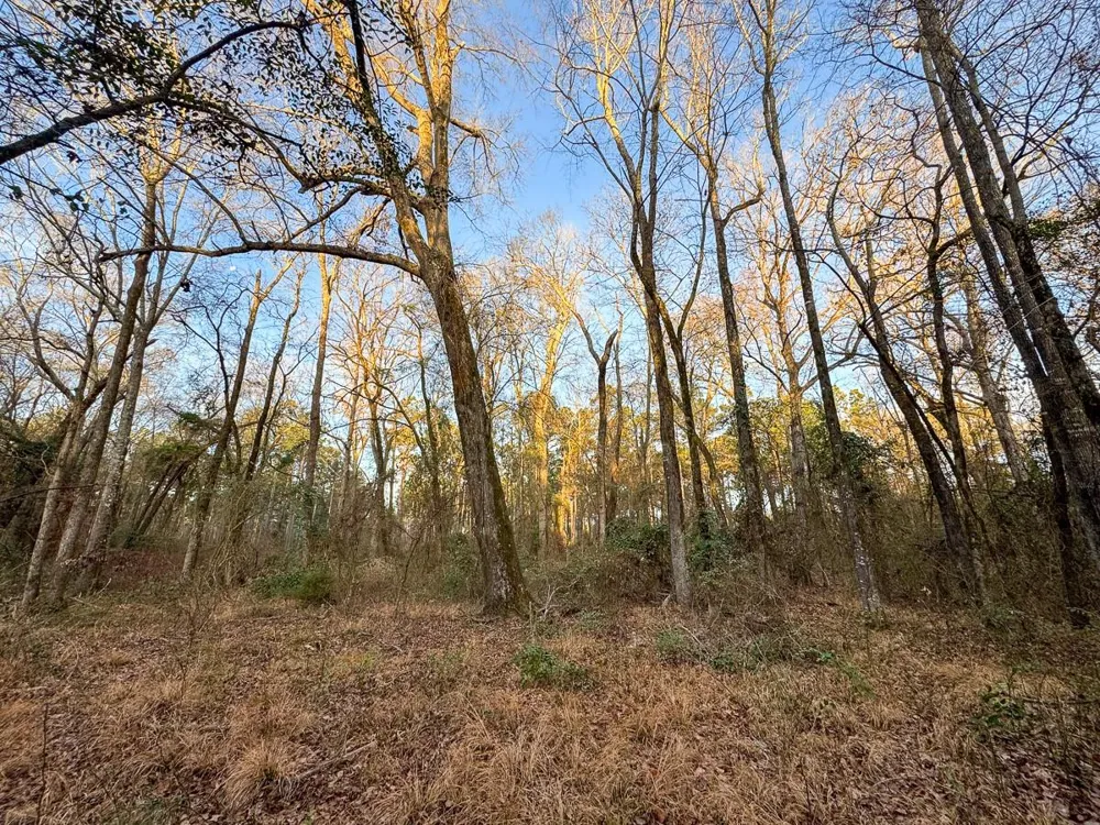 County Road 4320 De Kalb, TX 75559