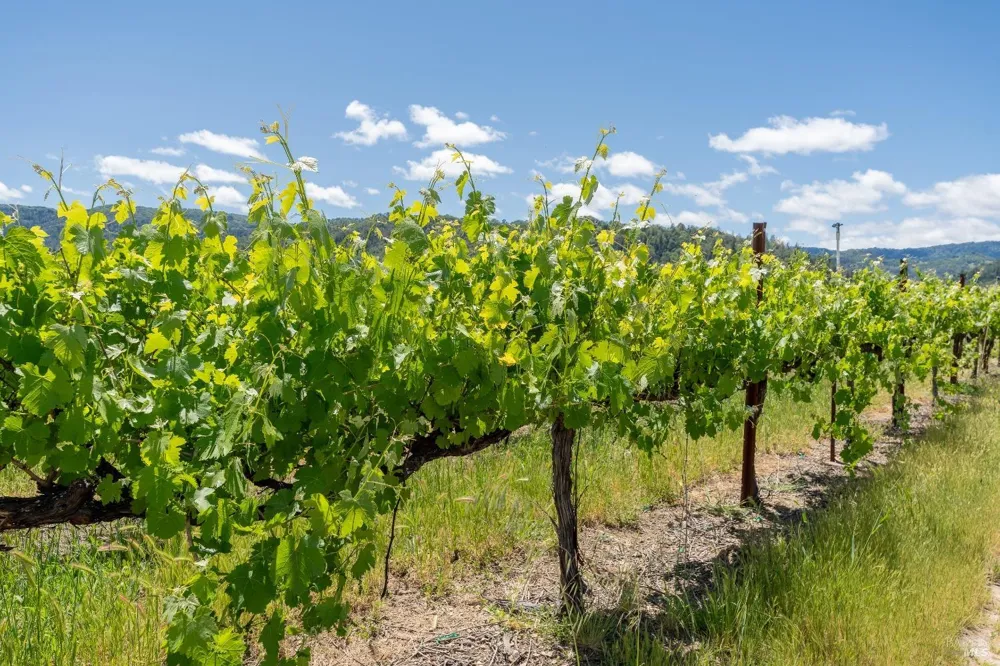 3525 Taylor Drive Ukiah, CA 95482