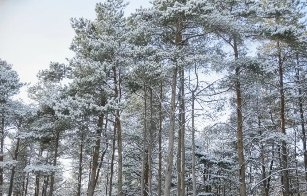Spruce Hollow Trace Fife Lake Township, MI 49633