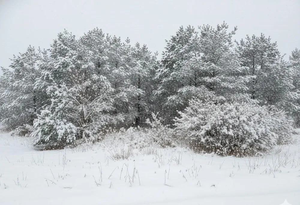 Spruce Hollow Trace Fife Lake Township, MI 49633