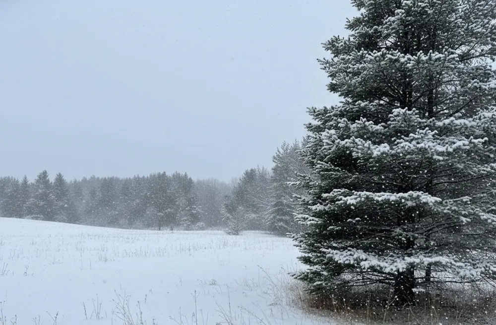 Spruce Hollow Trace Fife Lake Township, MI 49633