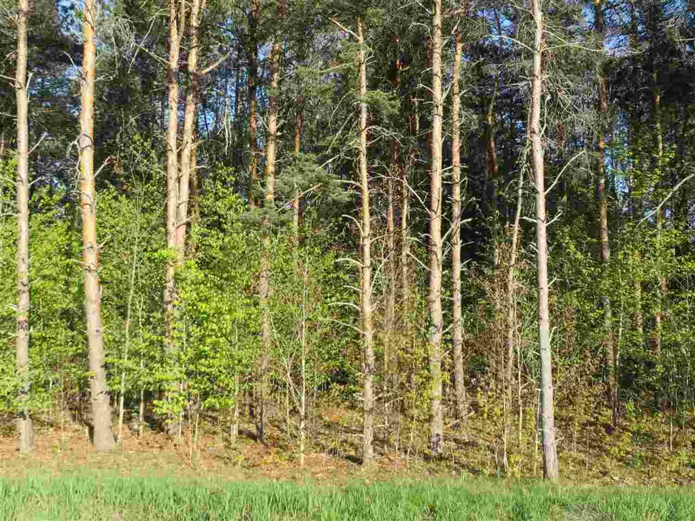 Spruce Hollow Trace Fife Lake Township, MI 49633
