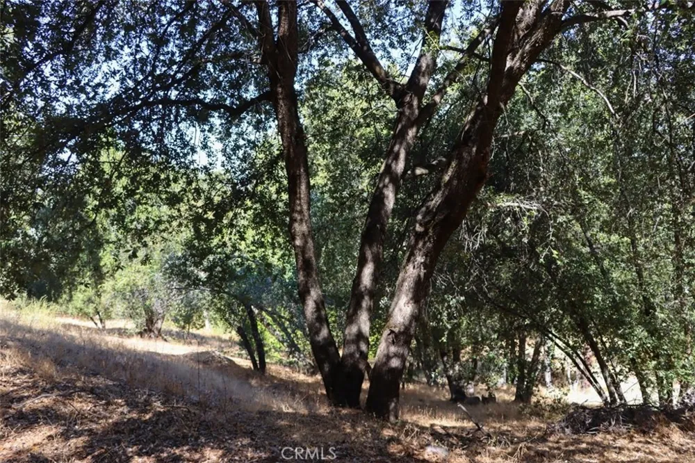 10 Timberwood Lane Oakhurst, CA 93644