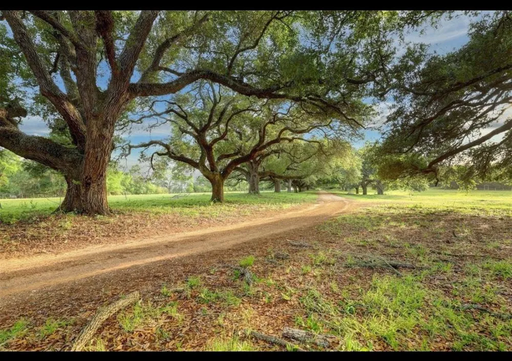 9304 Cedar Bnd Court Plantersville, TX 77363
