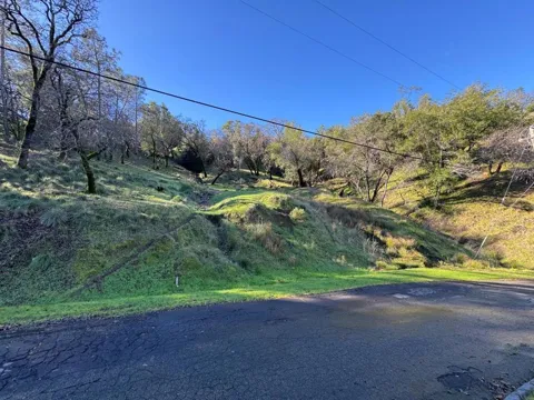Redbud