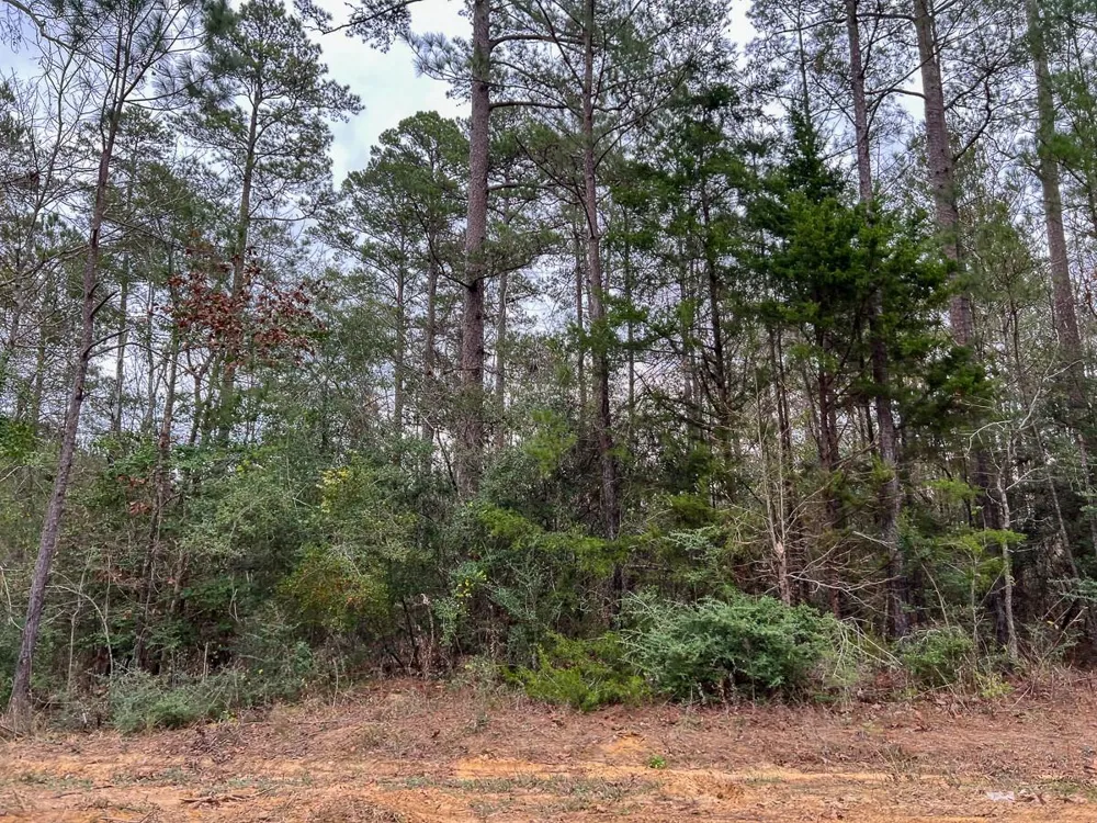 3 County Road 1019 Newton, TX 75966