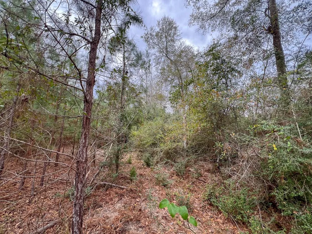 1 Fm 252 Kirbyville, TX 75956