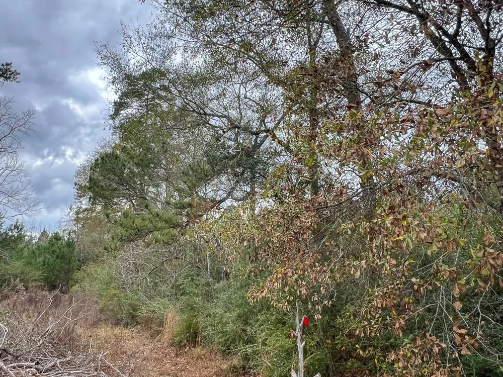 1 Fm 252 Kirbyville, TX 75956