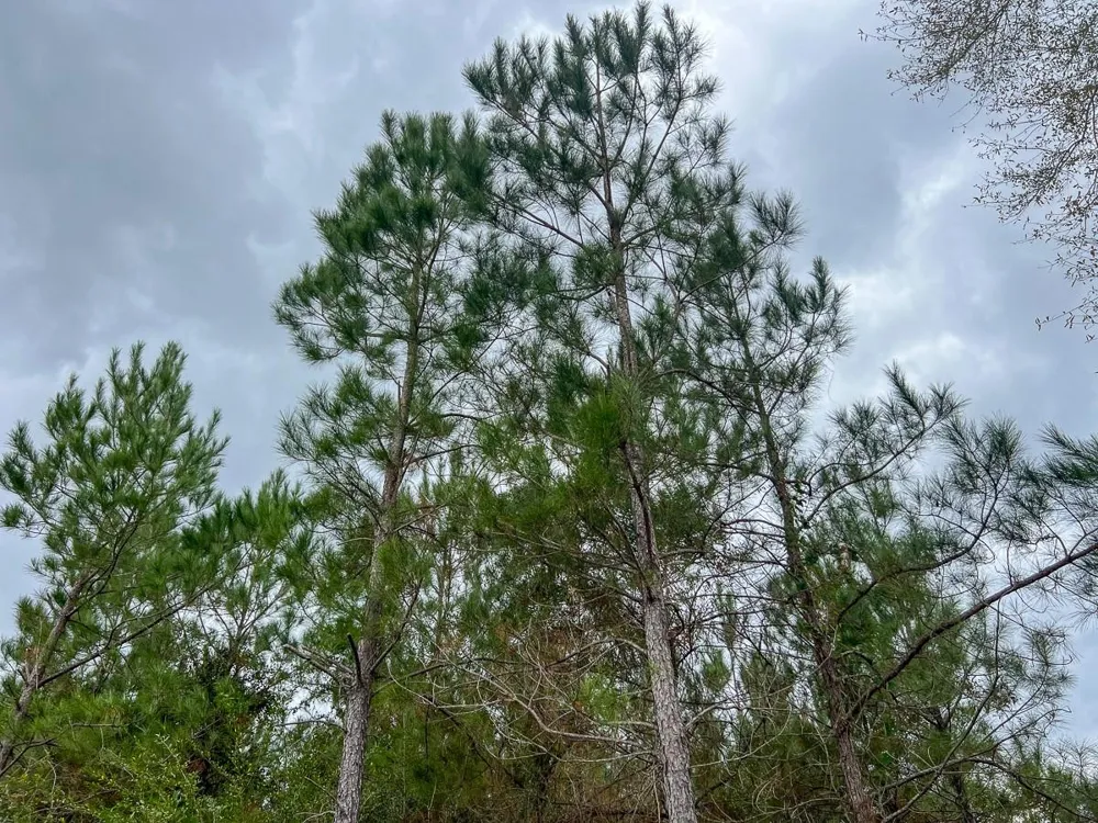 2 Highway 87 Newton, TX 75966