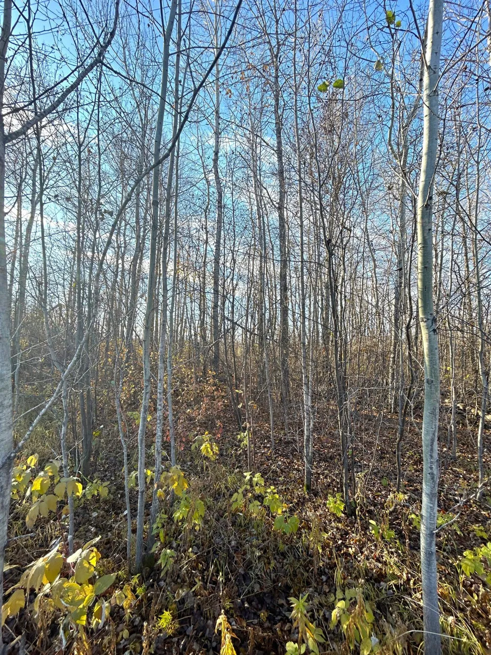 36615 County Road 13 Warroad, MN 56756
