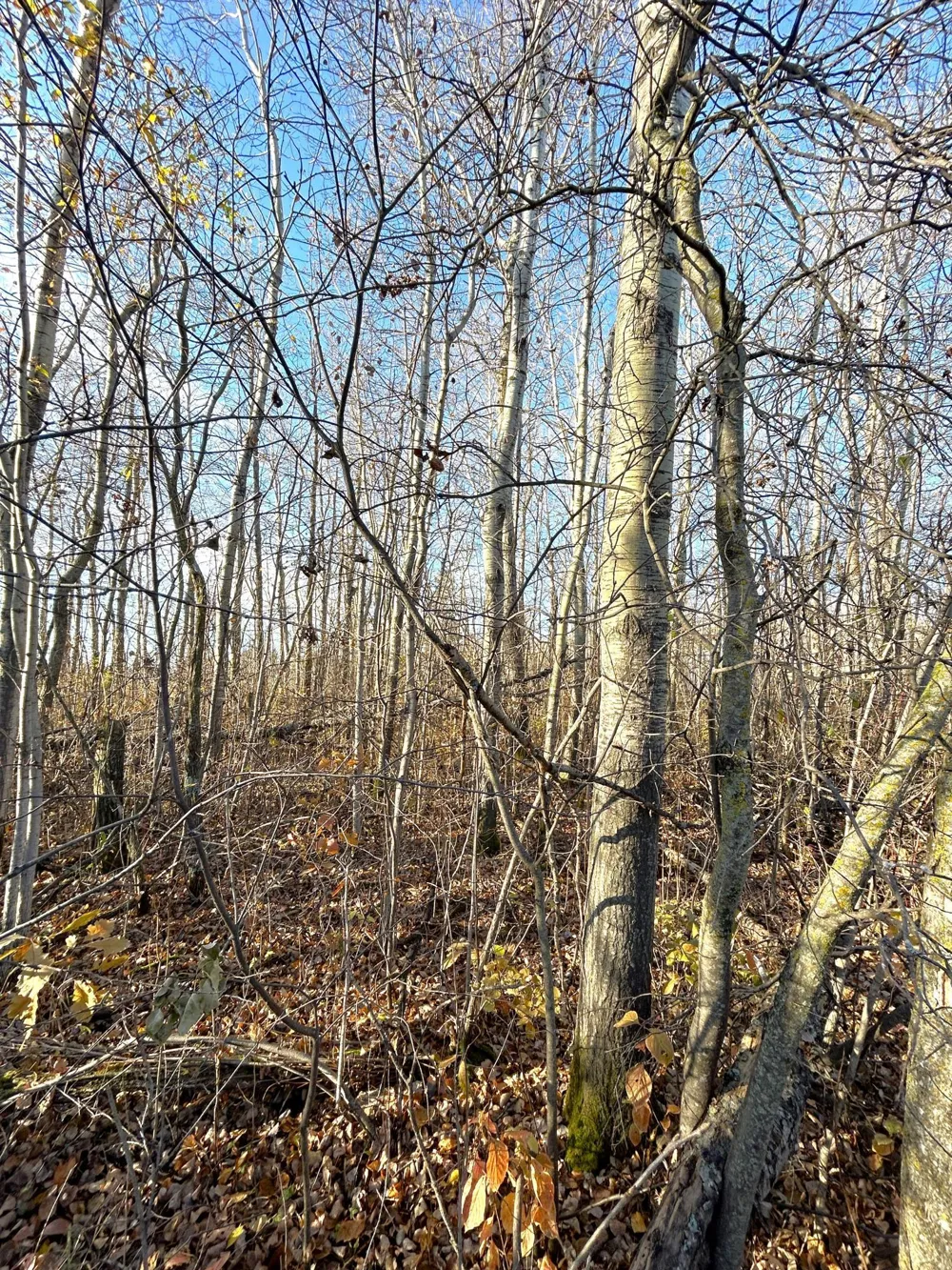 36615 County Road 13 Warroad, MN 56756