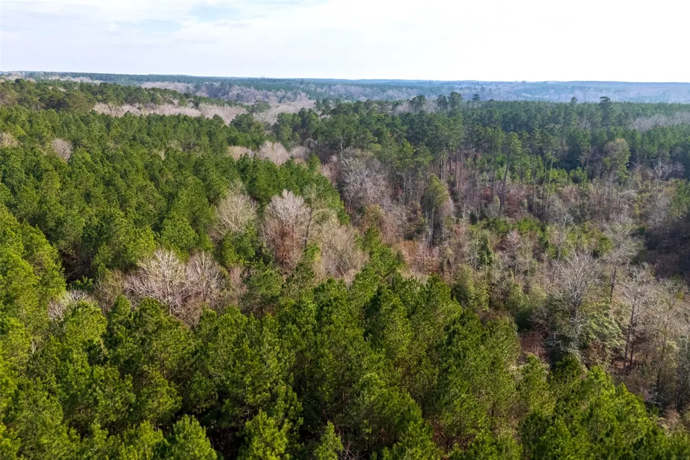 County Road 1247 Center, TX 75935