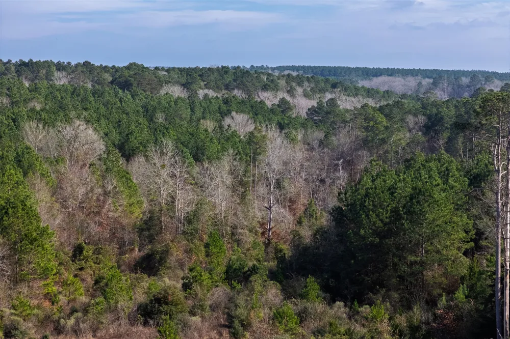 County Road 1247 Center, TX 75935