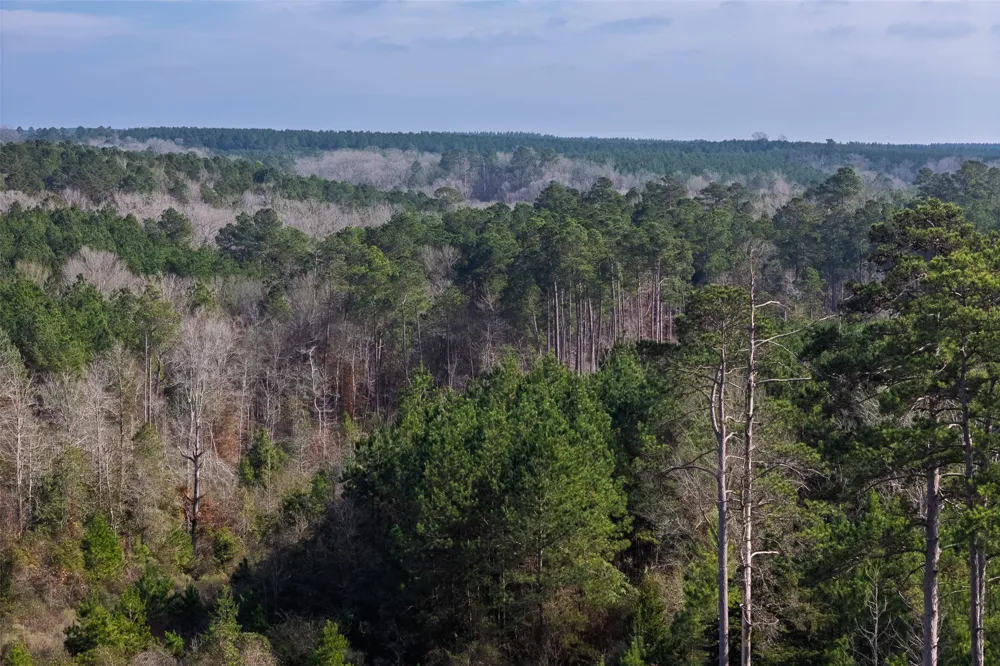 County Road 1247 Center, TX 75935