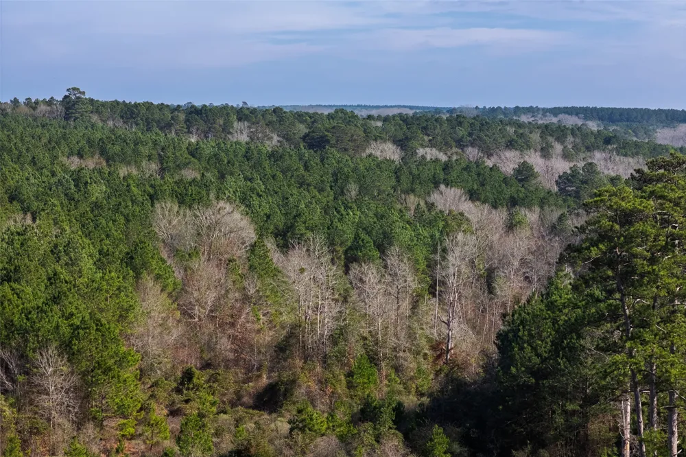 County Road 1247 Center, TX 75935