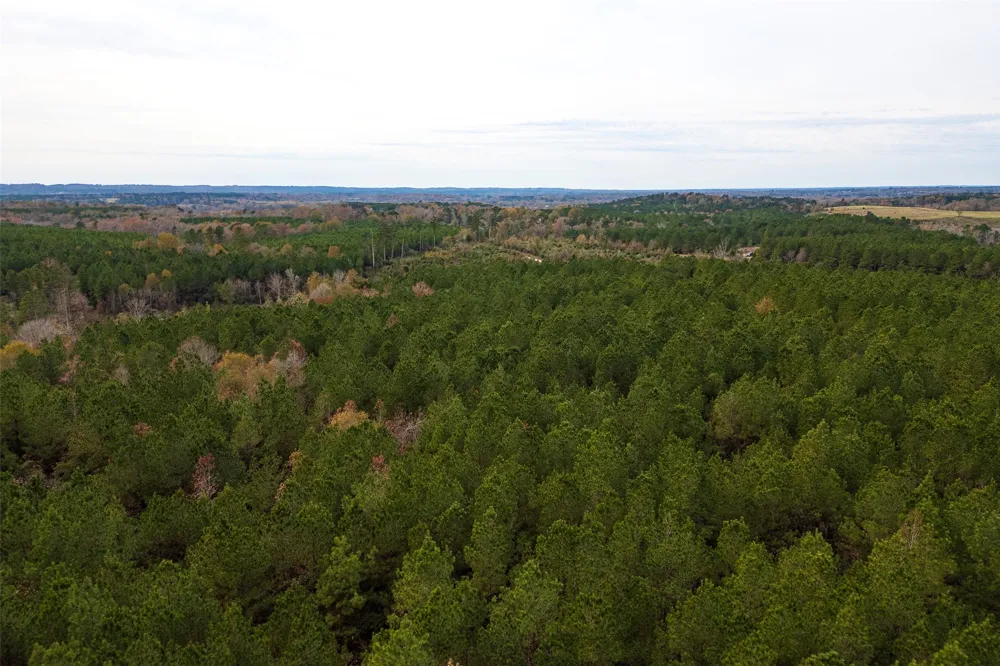 County Road 1247 Center, TX 75935