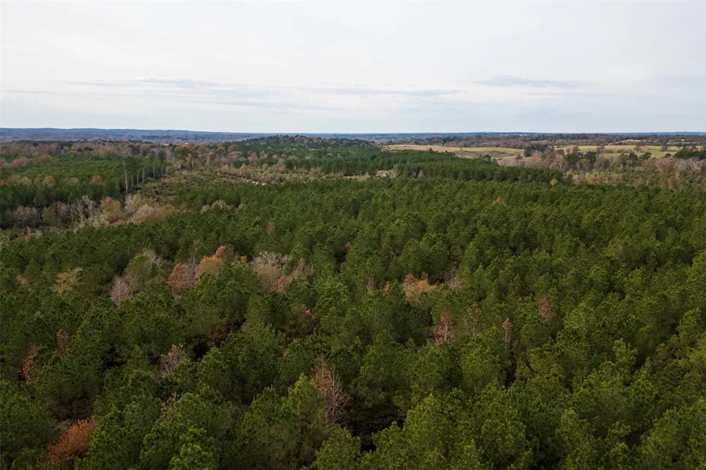 County Road 1247 Center, TX 75935