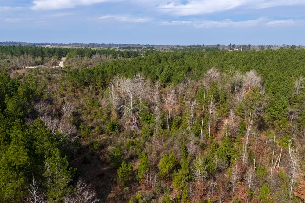 County Road 1247 Center, TX 75935
