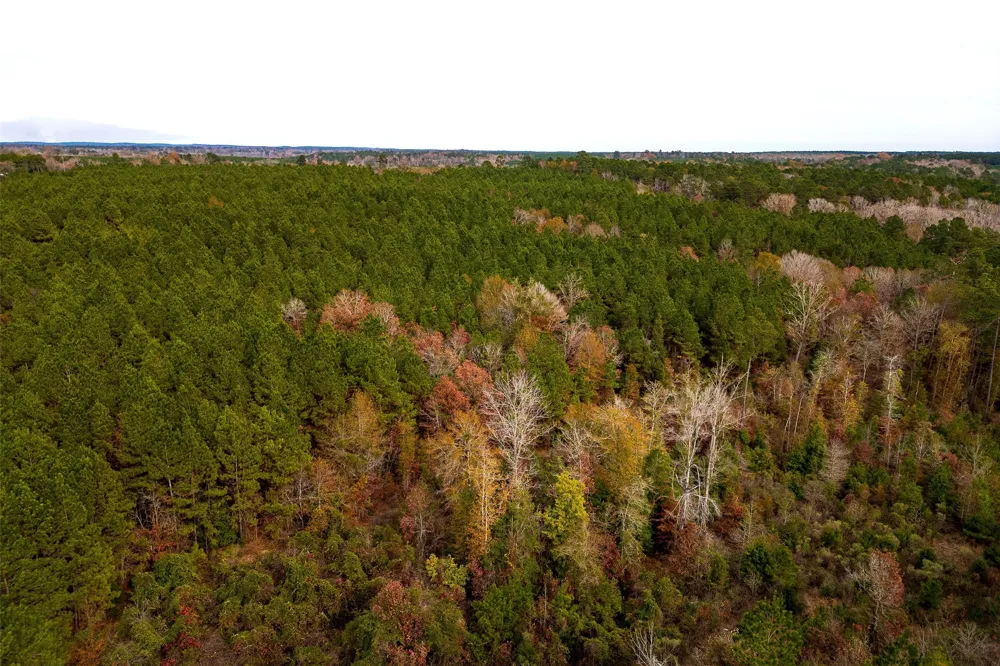 County Road 1247 Center, TX 75935