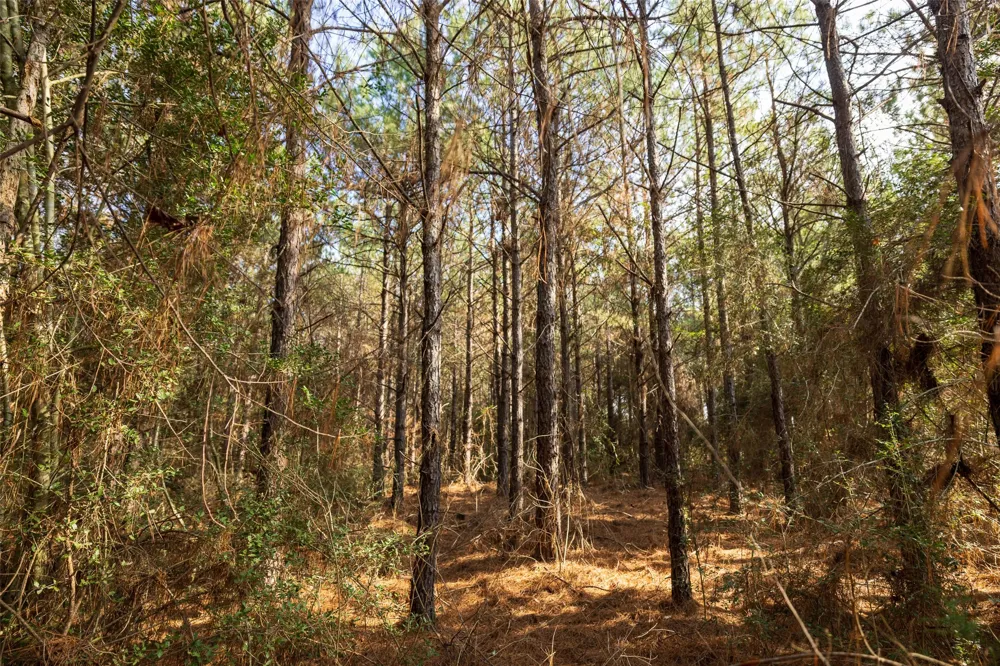 County Road 1247 Center, TX 75935