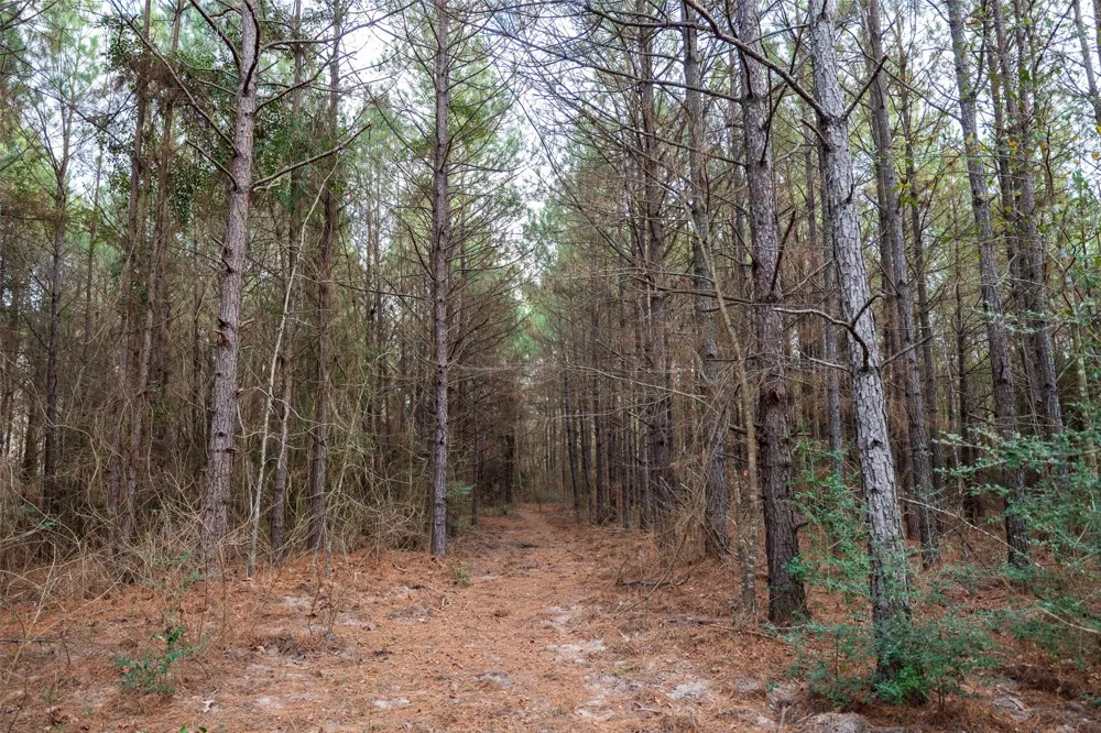 County Road 1247 Center, TX 75935